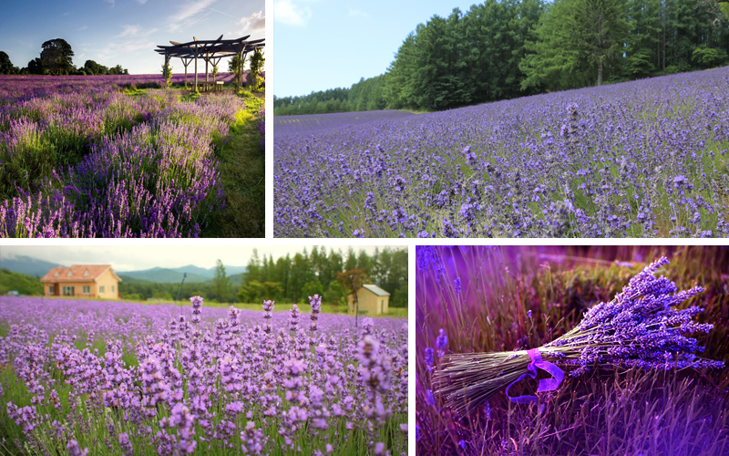 Đồi Hoa Lavender